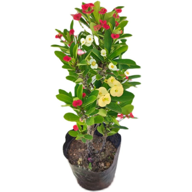 小叶小花一棵多色虎刺梅盆栽四季铁海棠耐晒耐热常年开花阳台花卉