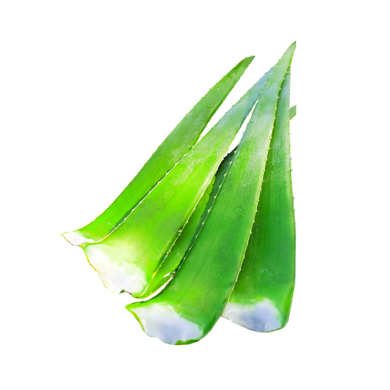 芦荟盆栽室内叶片新鲜奶芦荟美容院灌肤芦荟植物大叶粘稠芦荟植物
