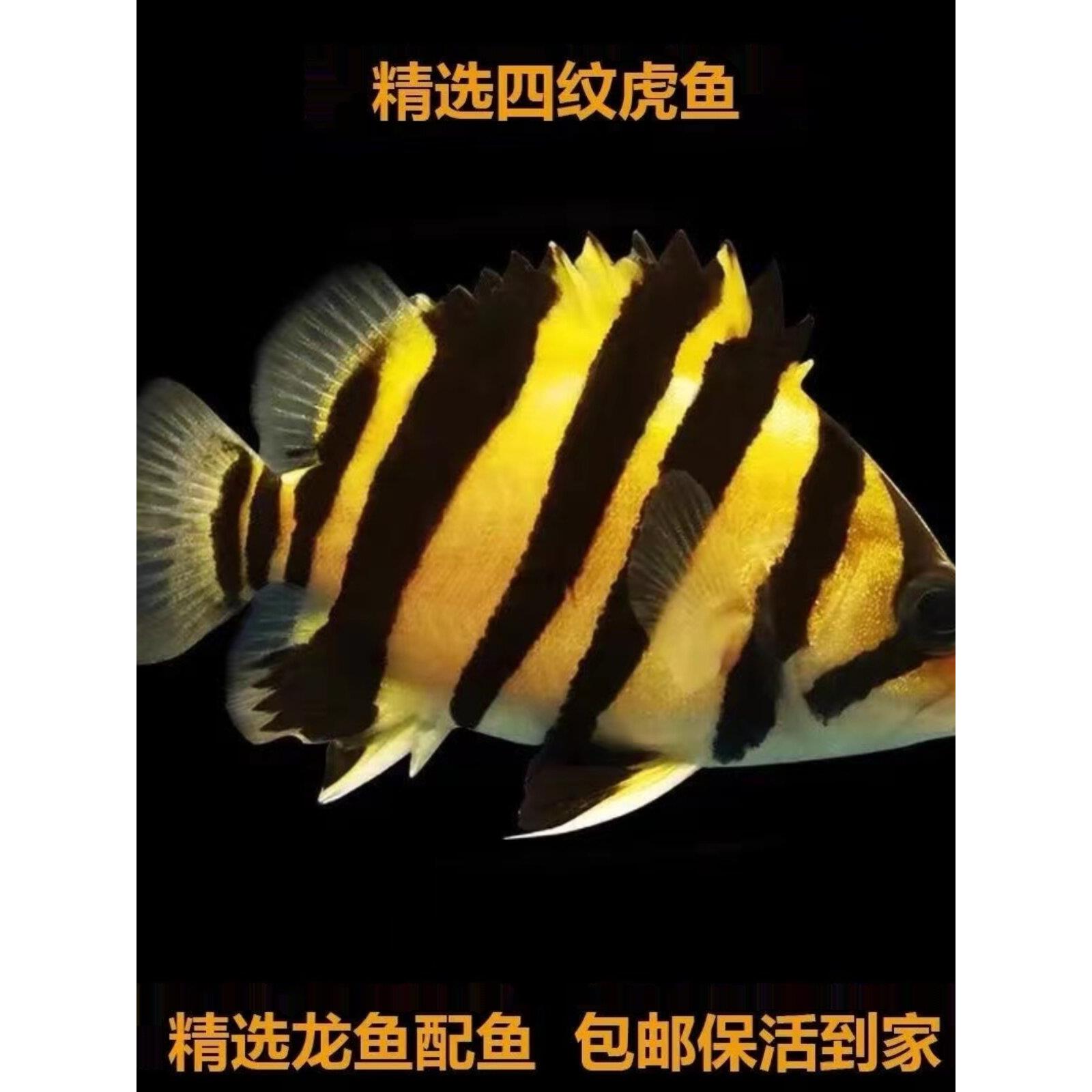 虎鱼活鱼苗热带观赏鱼苏门答腊虎印尼四纹虎泰北三纹虎龙鱼配鱼