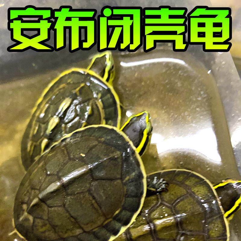 安布闭壳龟线安布龟黄缘闭壳龟安布苗纯种宠物龟半水龟亚巨安缘龟
