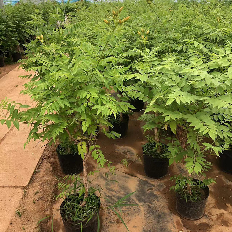 盆栽凌霄花大苗爬藤植物矮化带分枝耐寒耐热带盆带土球当年花