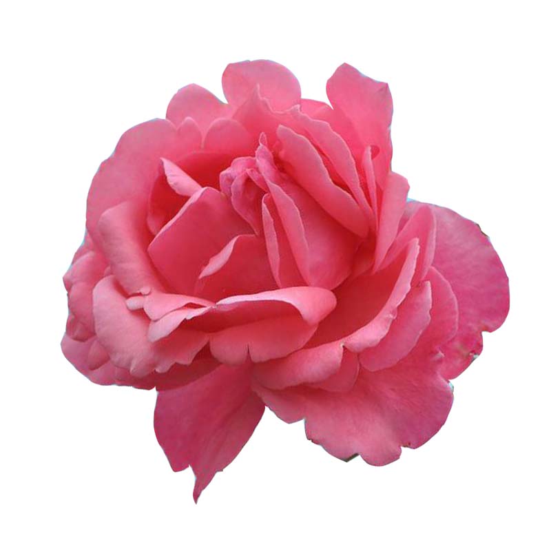 大花品种月季花苗粉扇阳台庭院浓香多季节开花卉绿植阳台庭院盆栽