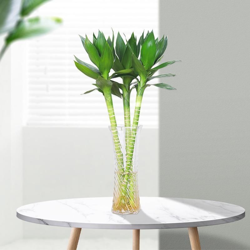 文昌竹4支富贵竹带根水养龙竹水生盆景植物室内观音水培高考摆件