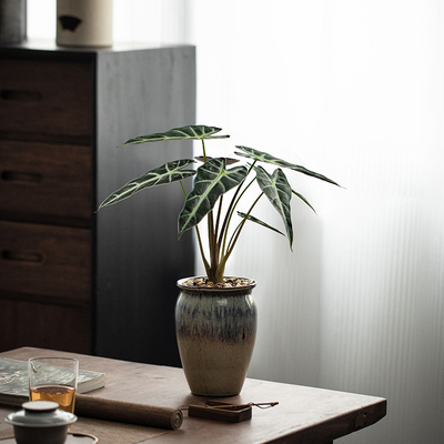 小仙女竹芋植物盆栽办公室内桌面净化空气花卉绿植易养黑叶观音莲