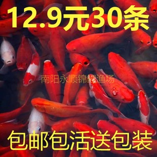 花草金鱼活冷水观赏鱼苗小锦鲤鱼淡水小红鱼活食龙鱼饲料鱼热带鱼
