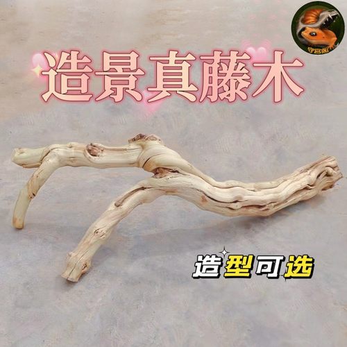 爬宠虫造景藤木霸王树栖装饰沉枯鬃狮蜥蜴睫角豹纹肥尾守宫晒背台