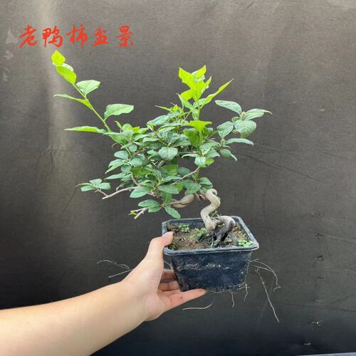 老鸦柿盆景 易挂果实生母桩 金弹子盆景  童子功小老熟桩当年结果
