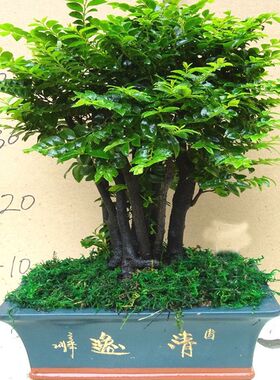 小叶紫檀盆景树桩客厅桌面小植物树苗四季常青 绿植室内 净化空气