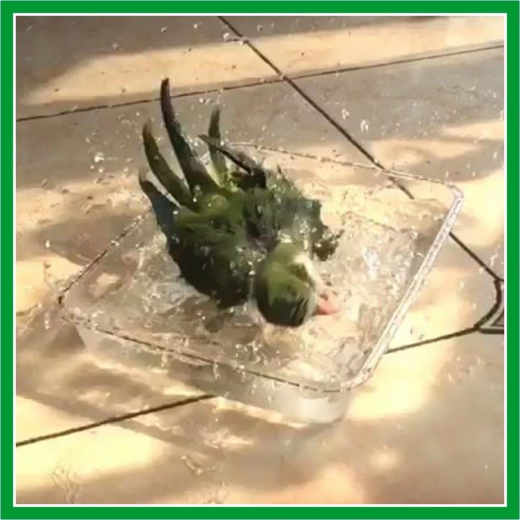 鹦鹉浴盆浴缸泡澡洗澡盆鸟用洗澡盒浴盆芦丁鸡超大洗澡缸洗澡盒,宠物/宠物食品及用品,鸟禽其他,淘宝优惠券,粉丝福利购,淘宝优惠卷