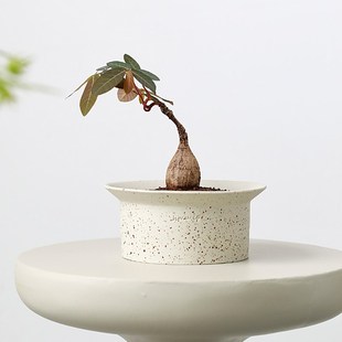 北欧简约陶瓷花盆矮创意块根粗陶陶土蕨类大口径多肉山乌龟陶盆小