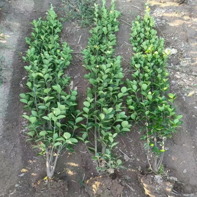 四季常青丛生北海道黄杨绿篱围栏围墙篱笆植物冬青树苗庭院绿化苗