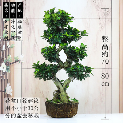 大型小叶榕树盆景S造型8字型绿植盆栽室内庭院气根植物老桩花卉