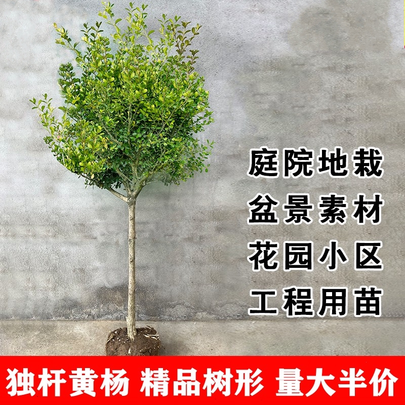 独杆黄杨树苗别墅庭院大型盆景耐寒四季常青易成活小叶瓜子黄杨苗