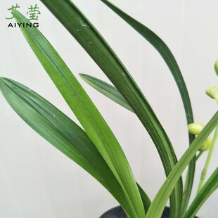艾莹兰花苗 建兰君高档精品 临天下 夏带花苞出售 好养花卉绿植盆