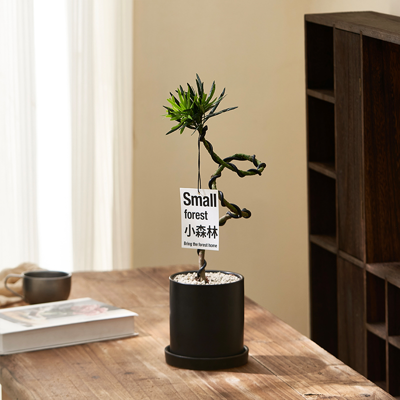 乐可植物 造型罗汉松盆栽树苗客厅茶几桌面摆件办公室网红诧寂风