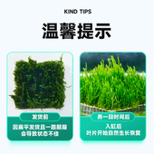 莫斯水草鱼缸造景草缸真草珊瑚莫斯慕斯水草莫斯树造景水草植物