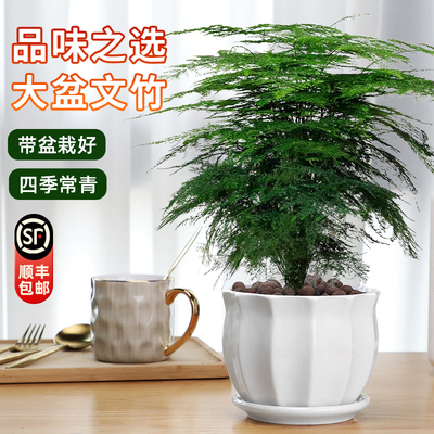 文竹盆栽植物室内客厅大盆盆景好养绿植办公室书房摆件高端花卉