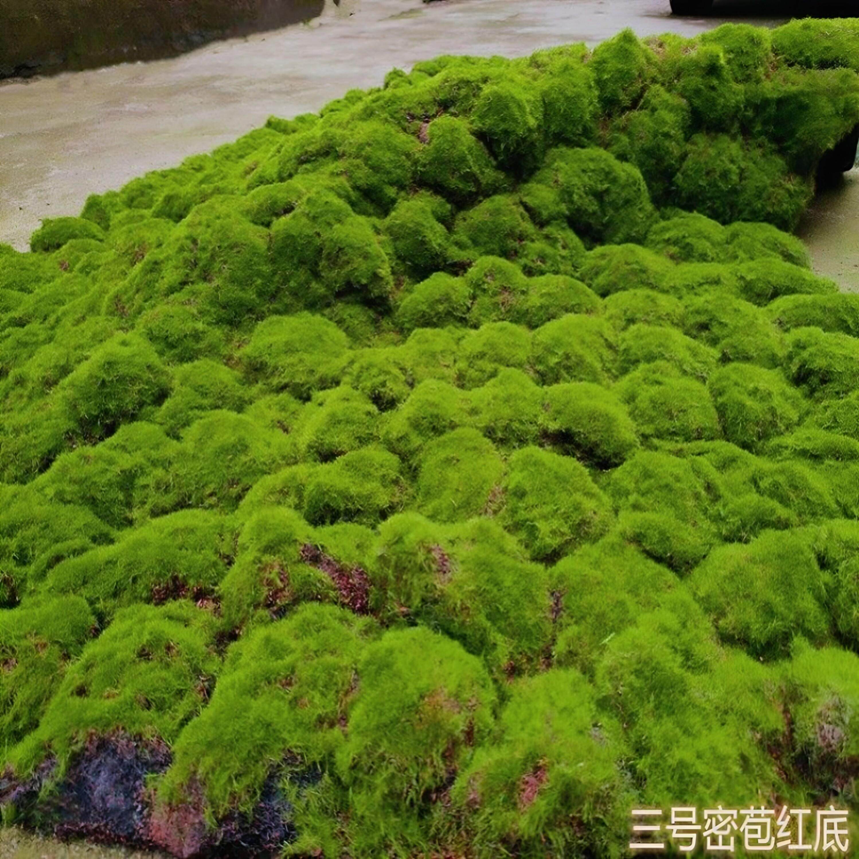 草皮草坪彷真青苔地毯苔藓商场墙仿真绿植