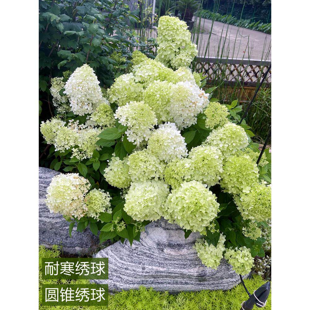圆锥绣球棒棒糖香草草莓耐晒耐寒木绣球树苗植物花卉盆栽花镜植物