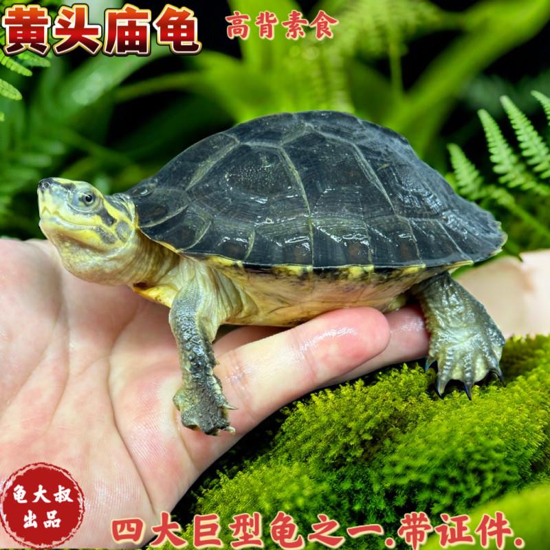 乌龟亚洲巨型龟庙乌龟苗亚巨大龟素食龟吃菜龟半水黄头龟庙宠物龟