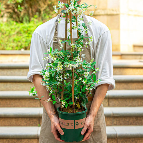 风车茉莉盆栽大苗室外庭院绿植室内阳台爬藤植物四季开花好养花卉