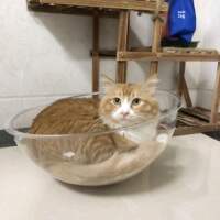 Multi-layer cat climbing frame, household cat bed, cat tree integrated, cat scratch column, small household, no space capsule, cat pet toy thumbnail 3