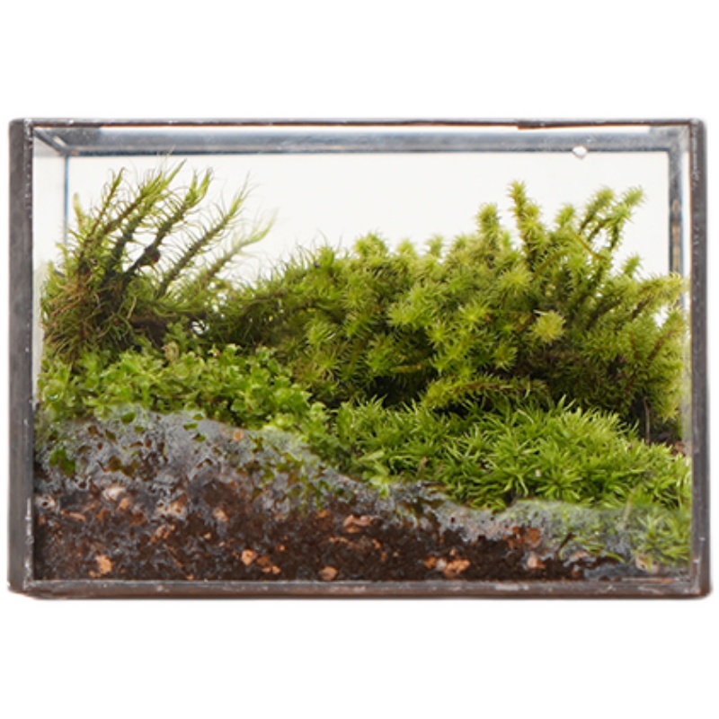 植觉 【苔和子】 苔藓植物趣味桌面案台小品盆栽