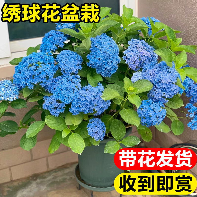 绣球花苗大花无尽夏带花苞阳台庭院观赏花卉盆栽耐热植物四季开花