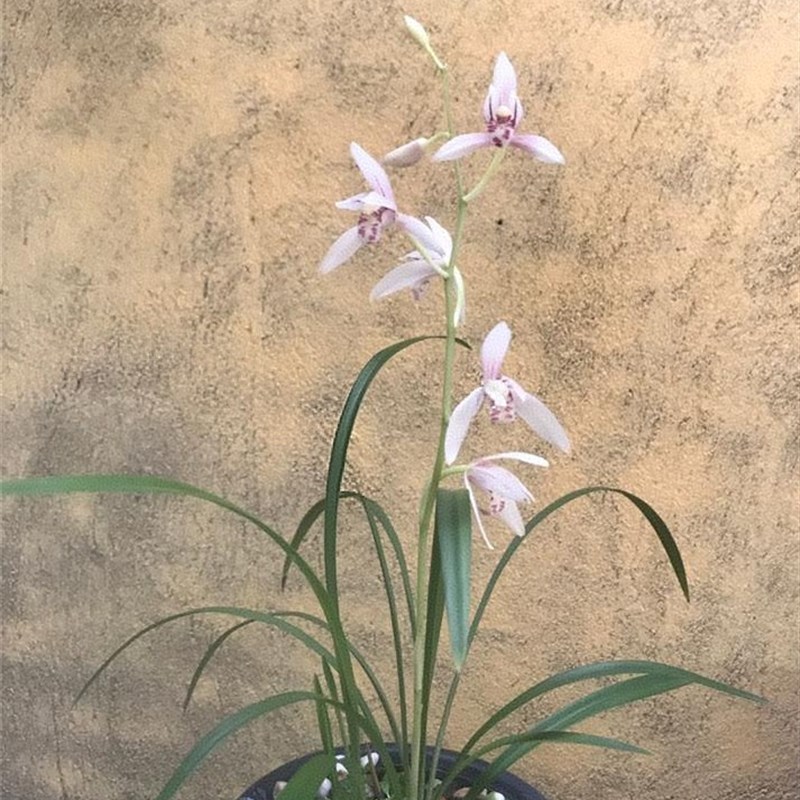 带花苞白如玉 建兰小草兰花苗夏秋带花苞浓香型室内花卉绿植盆栽