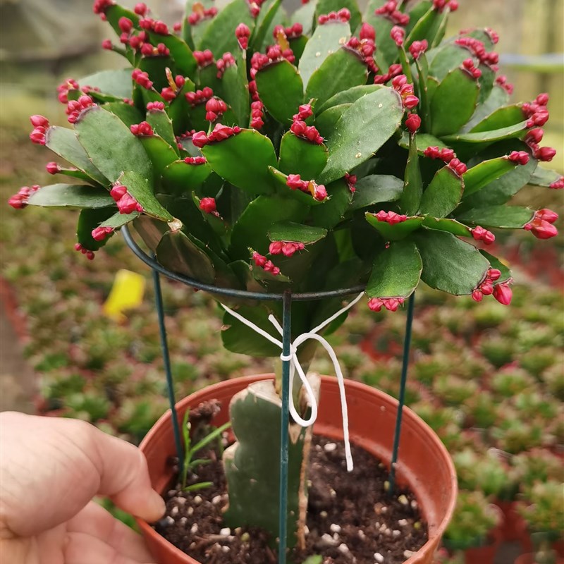 嫁接假昙花蟹爪兰多色原盆带土蟹爪莲室内盆栽仙指兰三月带花苞