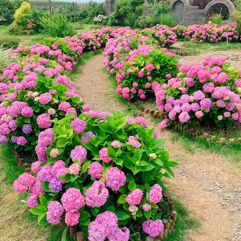 高档花卉绣球花苗盆栽无尽夏阳台庭院别墅花园植物多年生四季耐寒