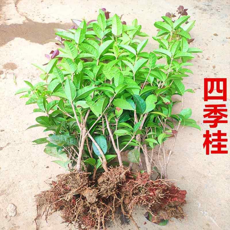 四季桂花树苗桂花小苗淡香庭院别墅绿化常青色块绿篱花坛阳台地栽