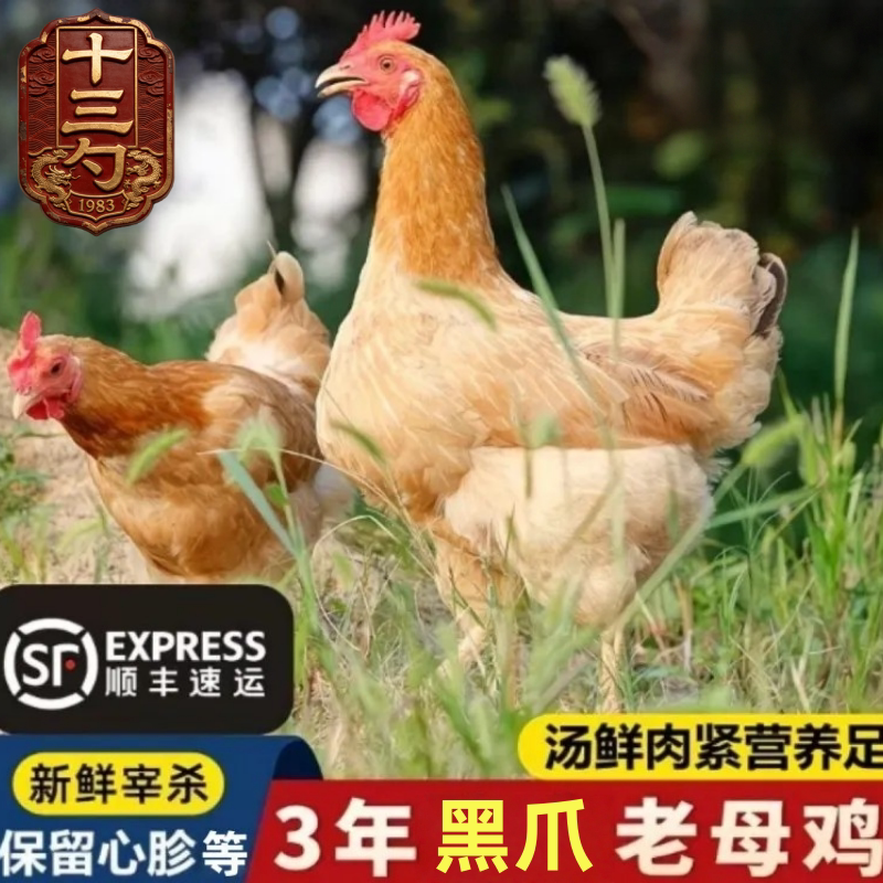 【3年老母鸡】沂蒙山农家散养正宗黄油土鸡柴鸡走地笨鸡新鲜现杀