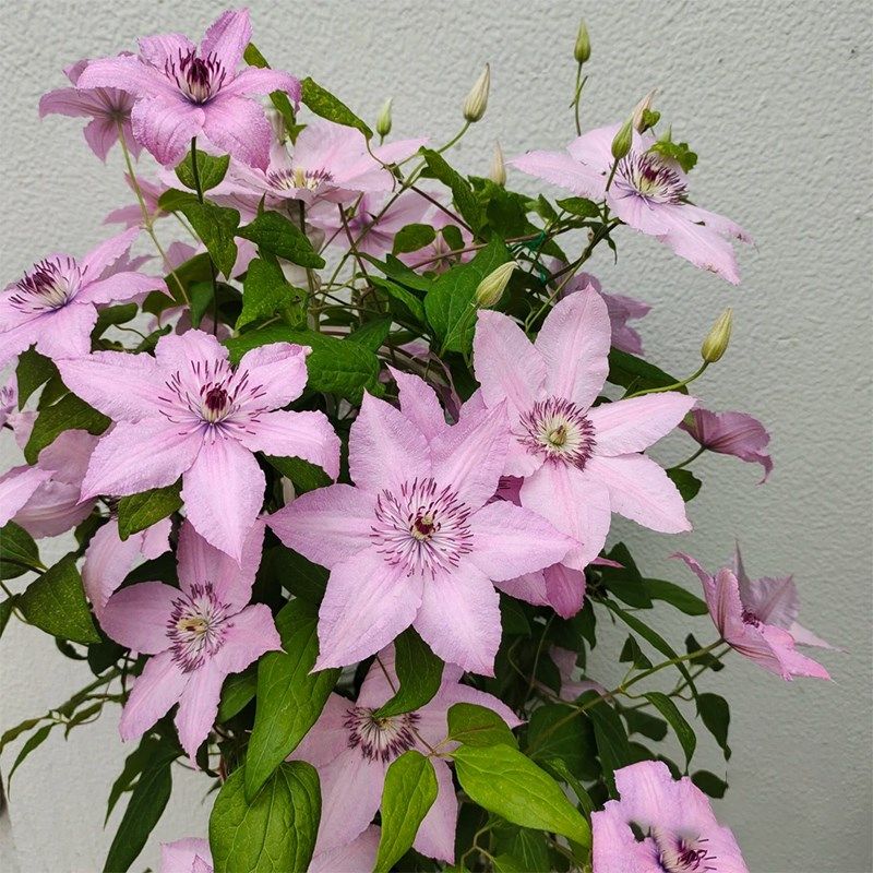 如梦铁线莲花苗盆栽爬藤植物单瓣大花藤本爬墙花卉阳台庭院绿植物,鲜花速递/花卉仿真/绿植园艺,绣球/木绣球/木本植物,淘宝优惠券,粉丝福利购,淘宝优惠卷