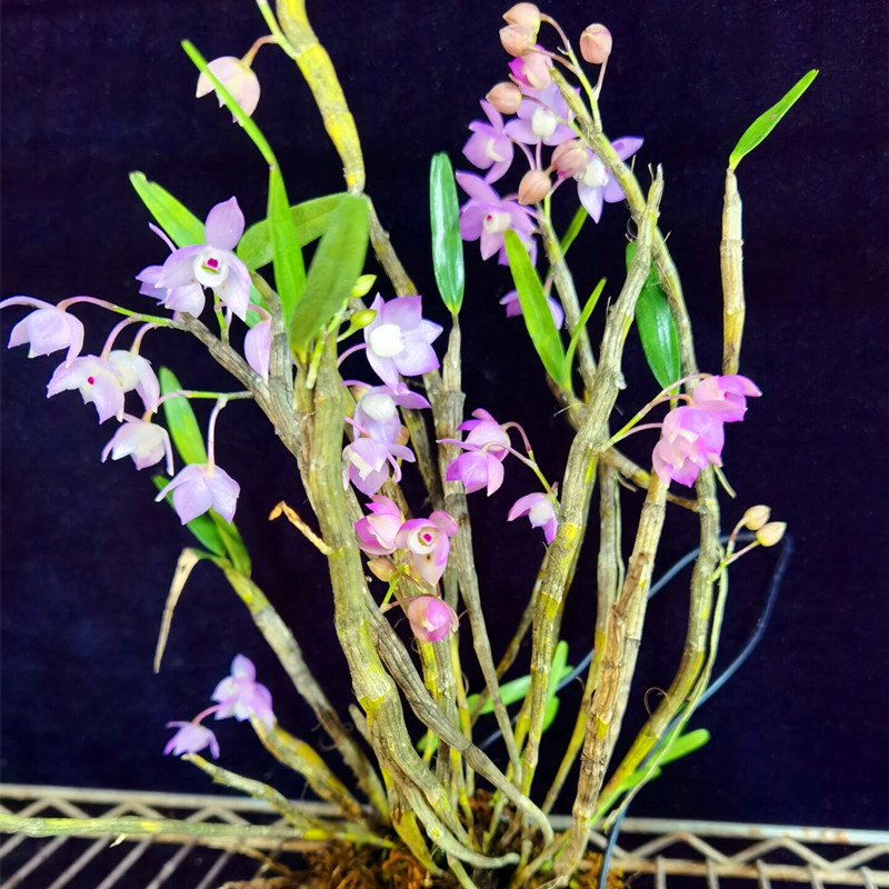 重唇石斛 兰花盆栽盆景花卉绿植物阳台附生兰吊兰 粉色花叶多
