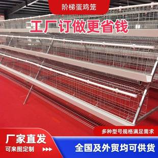立体式 三层五门蛋鸡笼热镀锌材质厂家直供养殖笼养鸡设备阶梯式