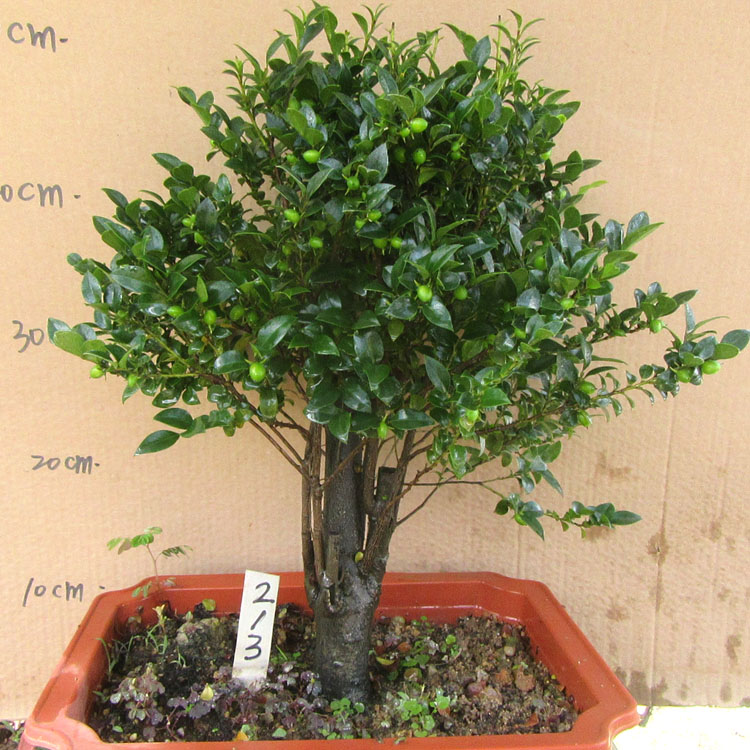 小叶檀香紫檀盆景树桩室内窗台绿植盆栽四季常青植物黑骨茶黑檀木