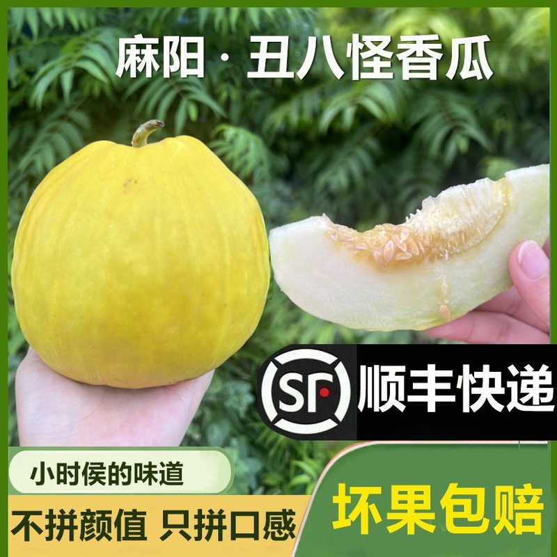 发顺丰湖南怀化麻阳丑八怪香瓜甜瓜当季新鲜水果纯香甜老品种