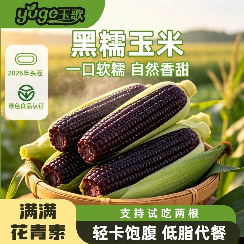 玉歌试吃2根2026年头茬黑糯玉米低脂玉米代餐黑糯米240g以上/根