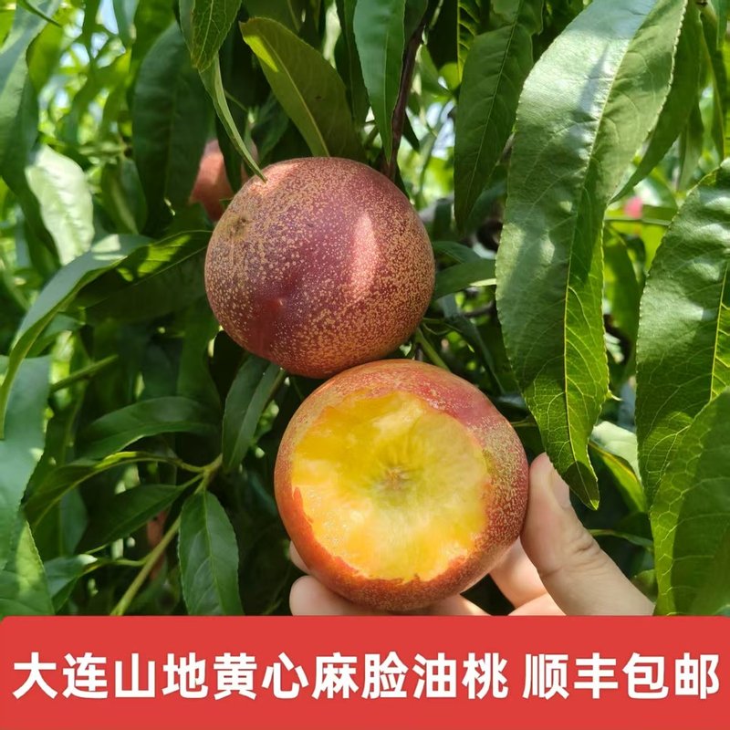 大连山区黄心油桃丑桃礼盒装油桃油八品种