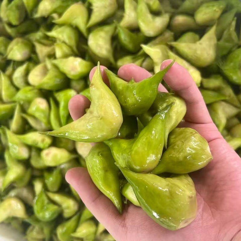 「新鲜菱角」新鲜采摘当天发货
