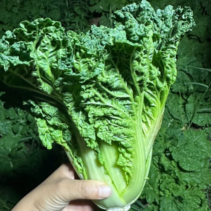贵州露天农家种植麻叶青白菜吃火锅专用菜当季新鲜蔬菜现摘现发