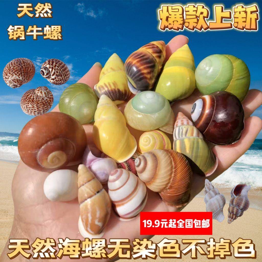 寄居蟹替换宠物壳天然大口径海边壳装饰贝壳海螺迷你小号大号粉口
