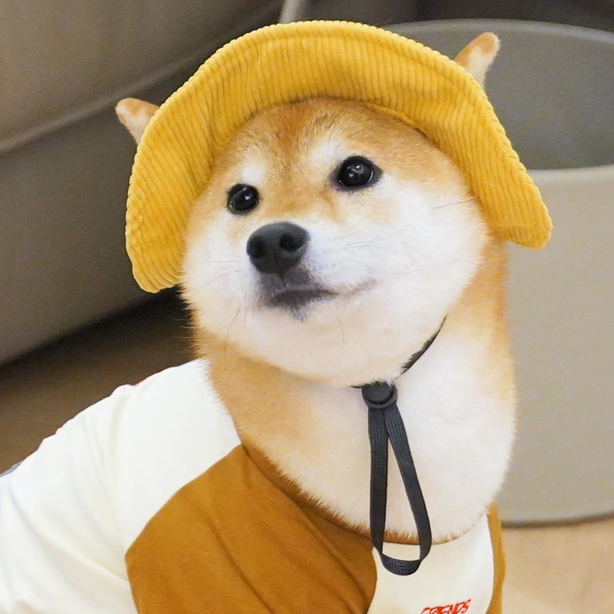 狗狗可爱帽子露耳朵渔夫帽宠物外出遮阳防晒帽夏天柴犬柯基小黄帽