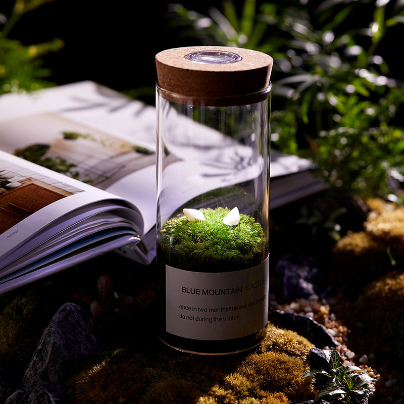 禾叶色苔藓微景观盆栽生态瓶奇趣创意DIY植物小盆景桌面养绿植