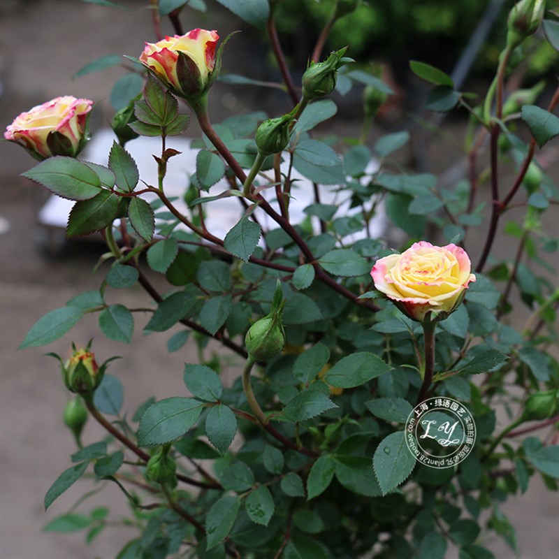 爬藤月季藤本月季花 四季开花欧月蔷薇花苗盆栽花卉植物阳台庭院