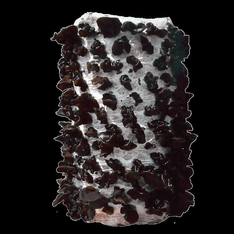 木耳菌包蘑菇种植包棒黑木耳家庭阳台新鲜盆栽食用菌办公室袋装