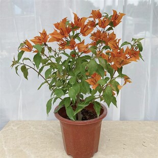 桑巴三角梅 热火桑巴 橙桑巴 紫红桑巴室外阳台四季勤花爬藤植物