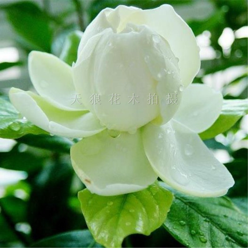 包邮重瓣大叶栀子花盆栽苗室内外植物四季常青浓香型牡丹花带花苞