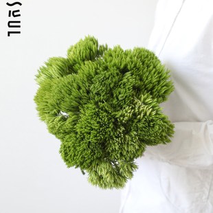 绿毛球鲜花水培鲜切花水样植物家庭花艺 咖啡厅花艺 办公桌用
